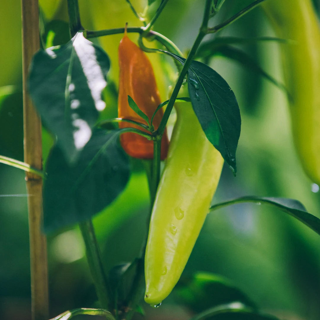 Hungarian Wax Pepper