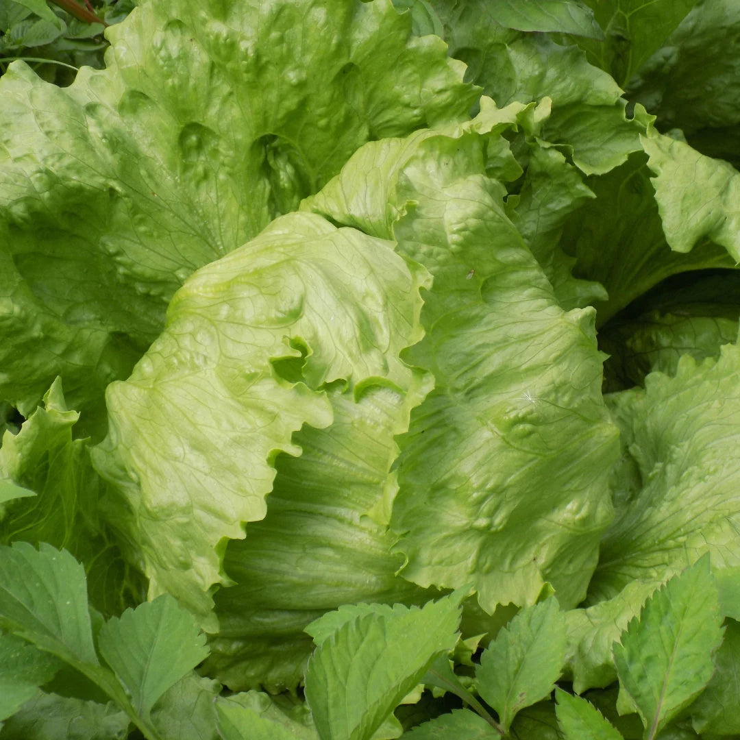 Iceberg Lettuce