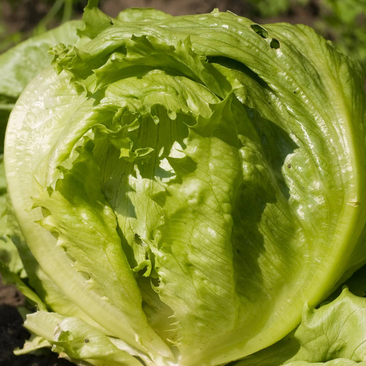 Iceberg Lettuce