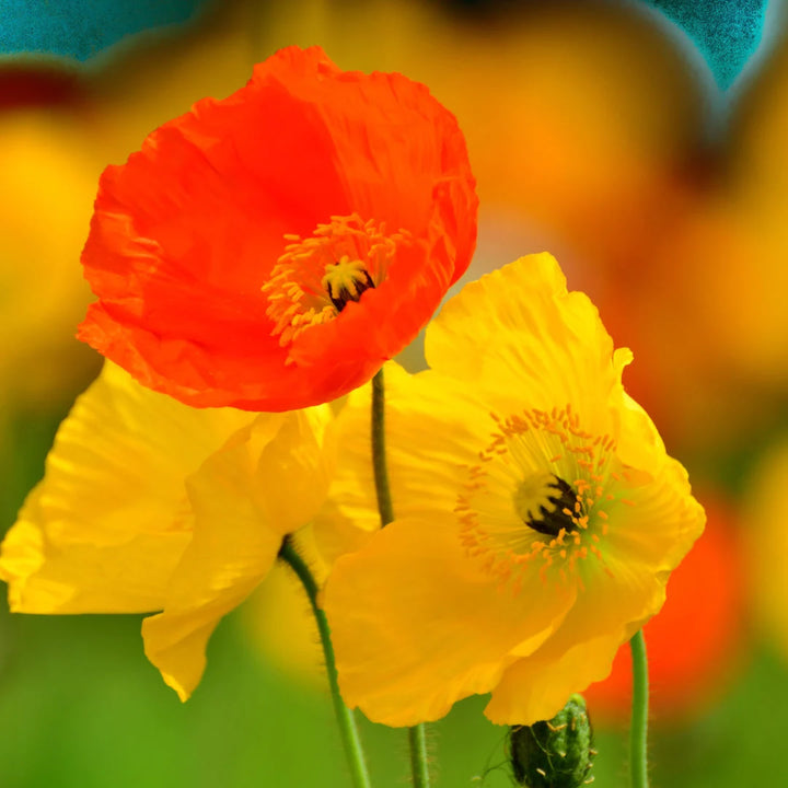 Icelandic Poppy Mix