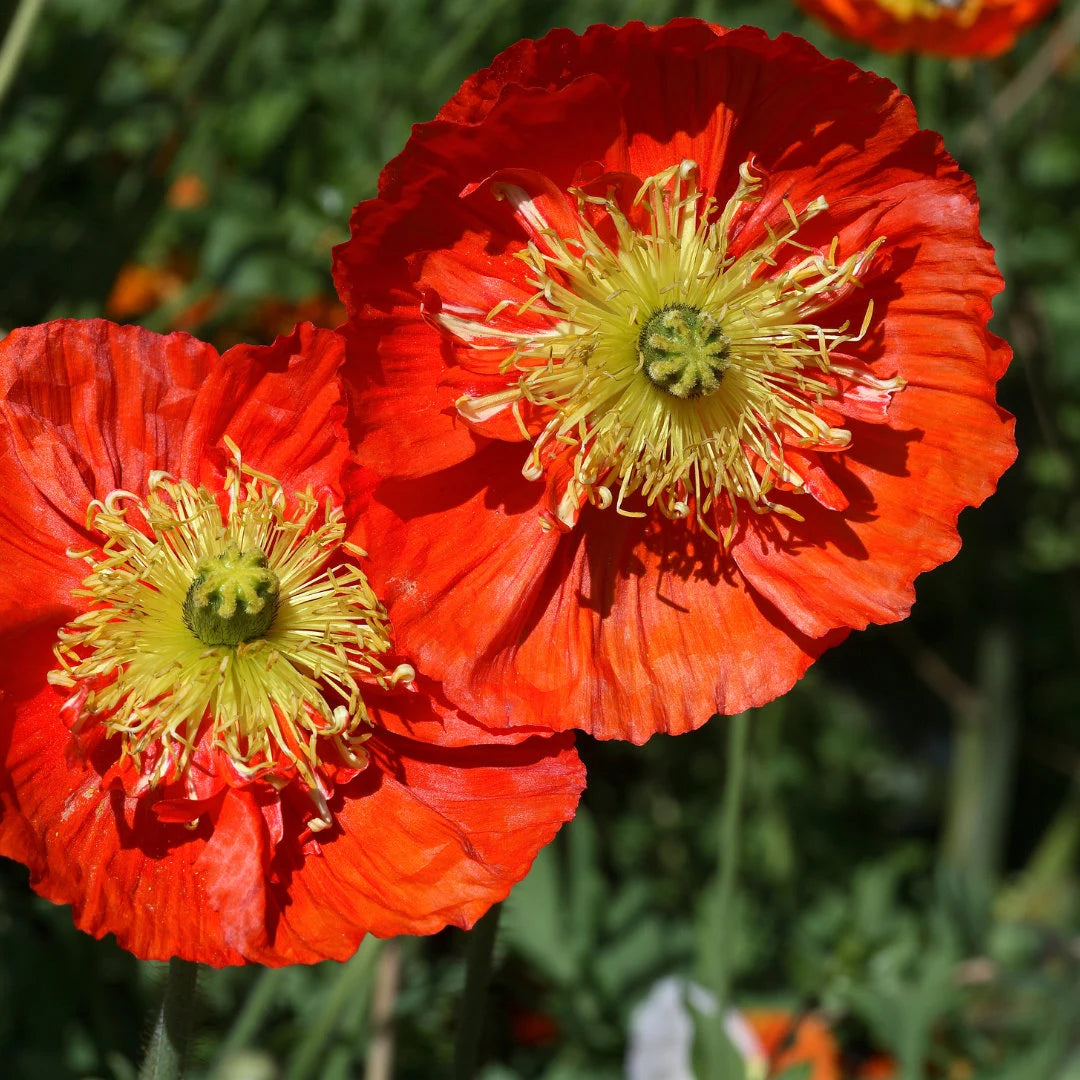 Icelandic Poppy Mix