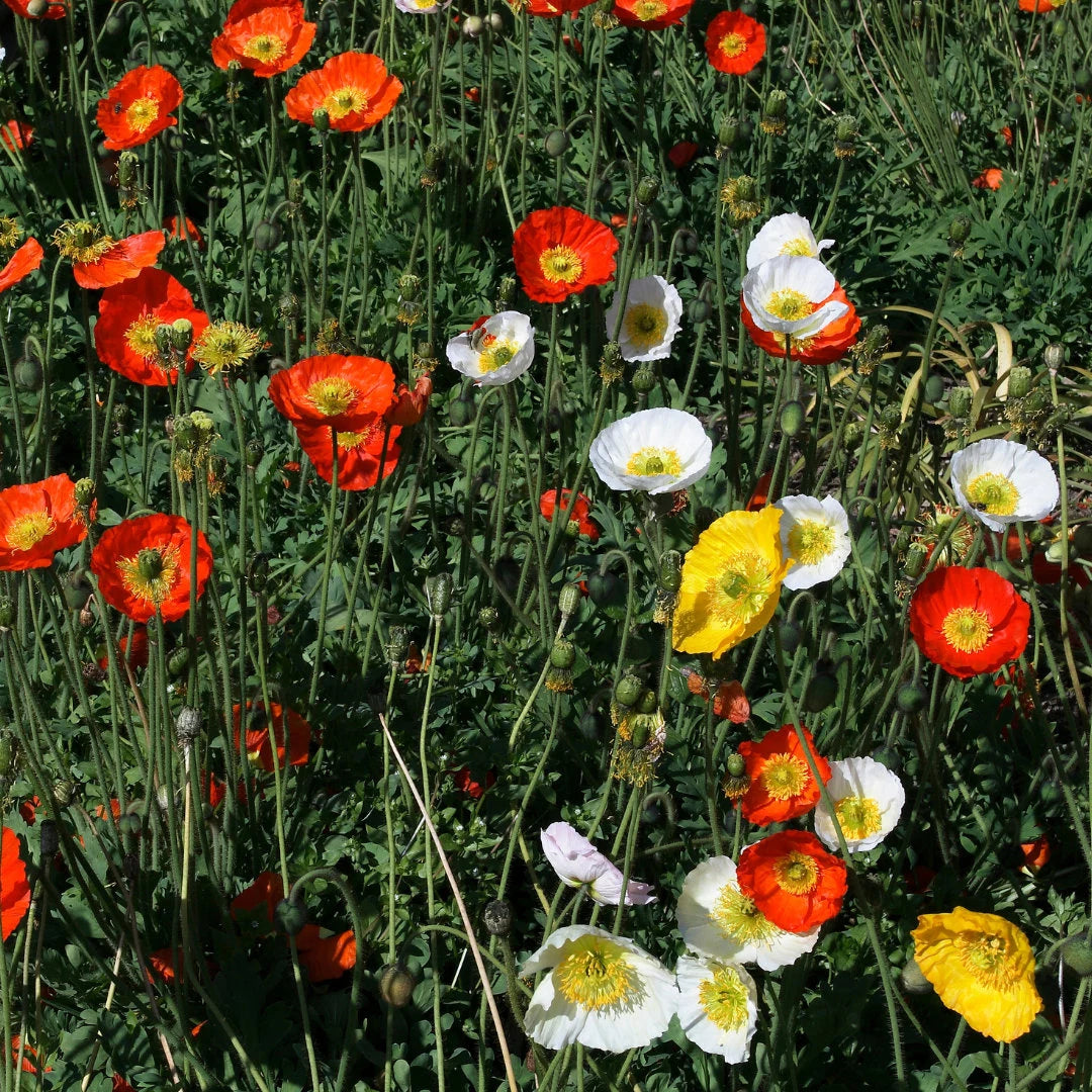 Icelandic Poppy Mix