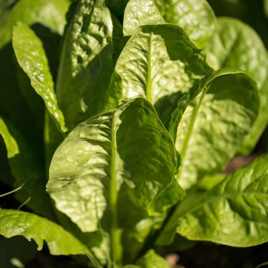 Imperial Star Green Spinach