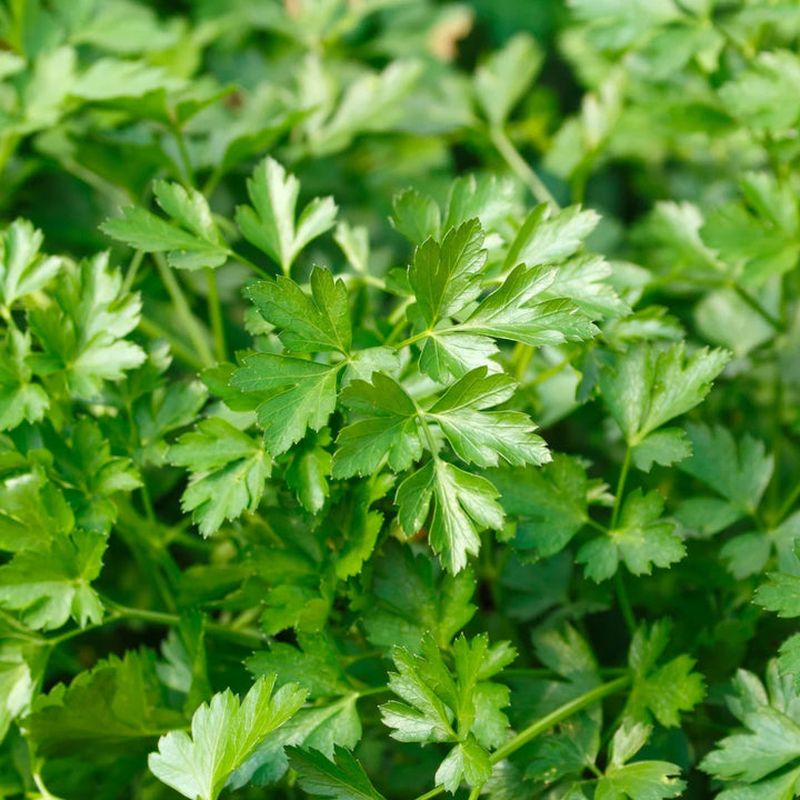 Italian Parsley