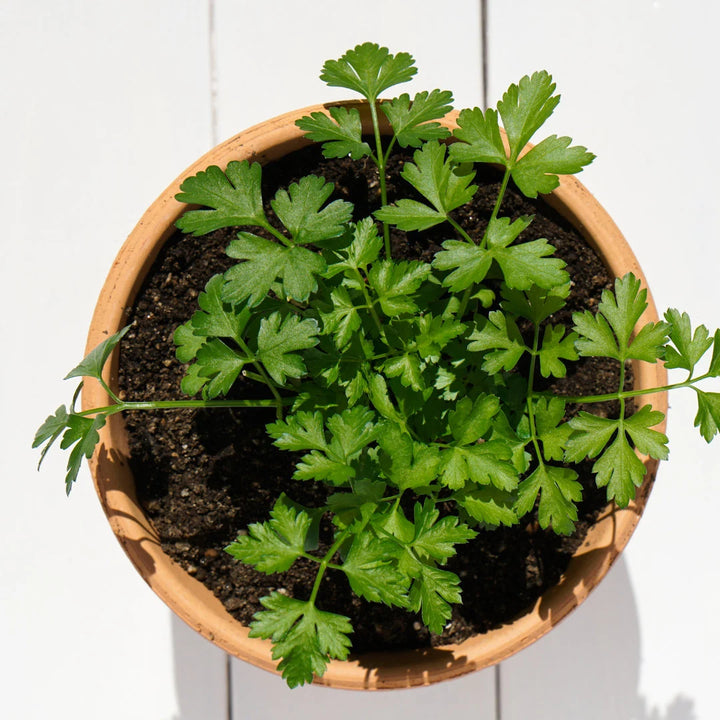 Italian Parsley