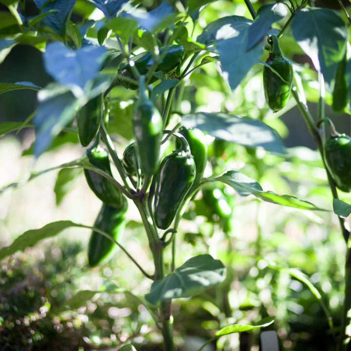 Jalapeno Pepper