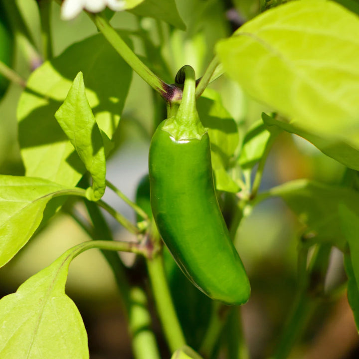 Jalapeno Pepper