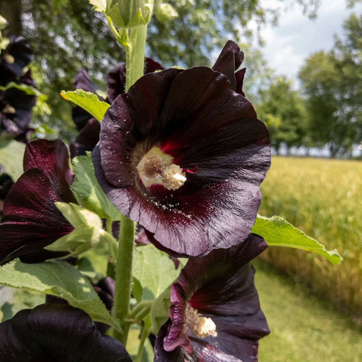 Jet Black Hollyhock