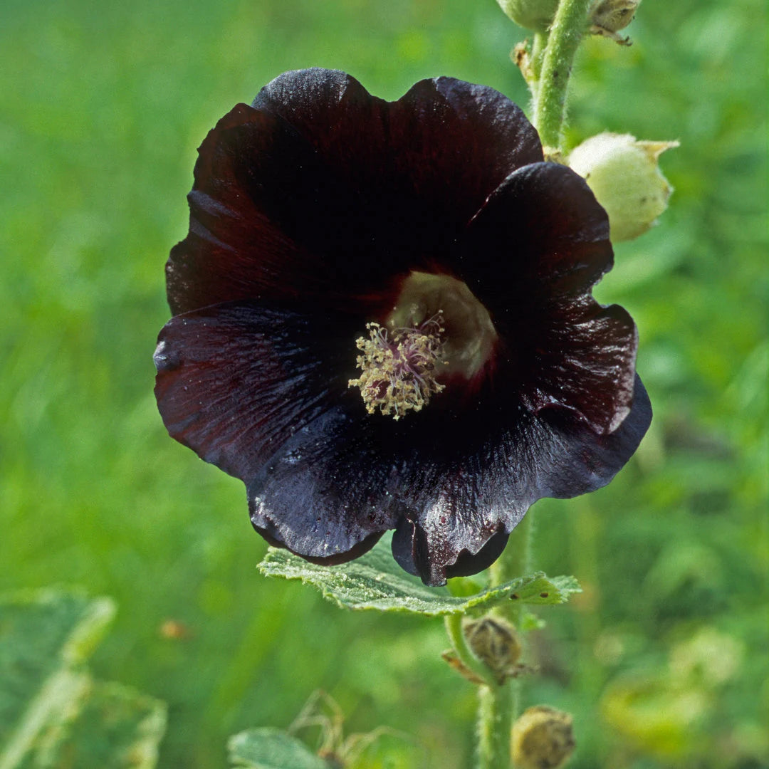 Jet Black Hollyhock