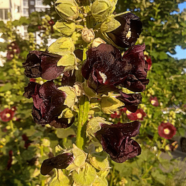 Jet Black Hollyhock