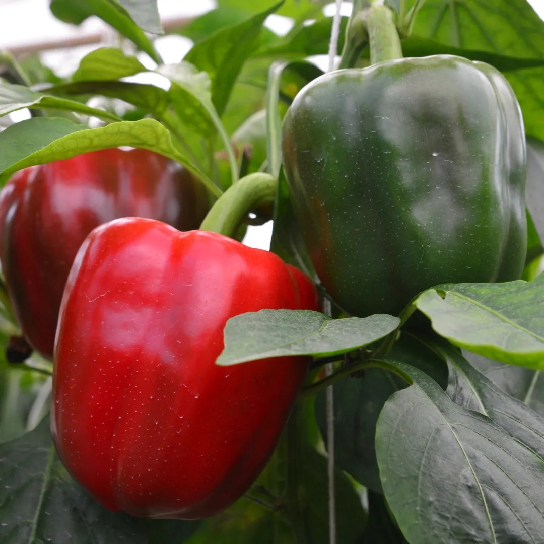 King of the North Bell Pepper