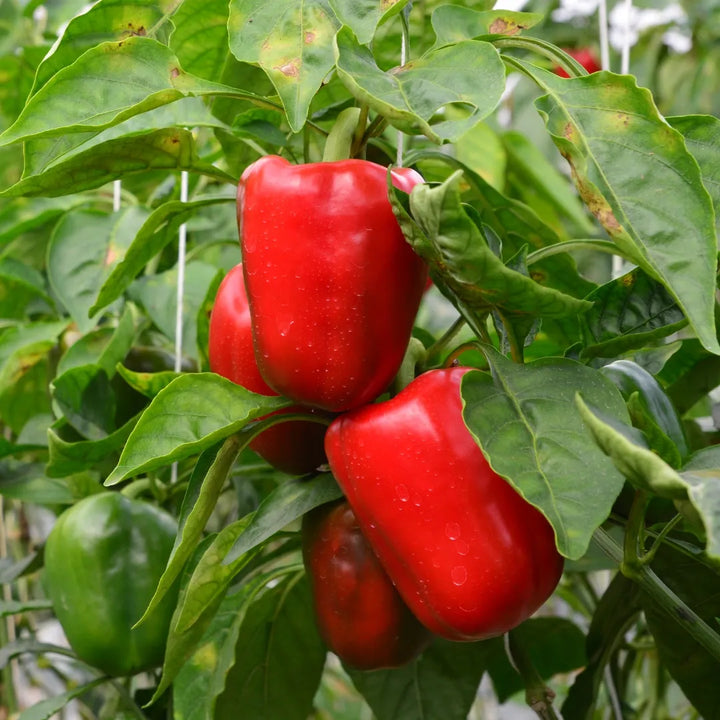 King of the North Bell Pepper