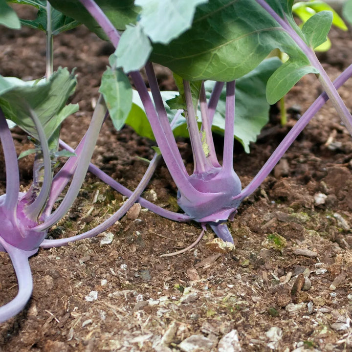 Purple Vienna Kohlrabi