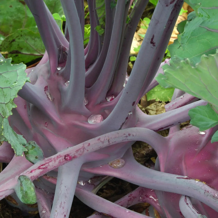 Purple Vienna Kohlrabi