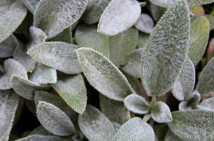 Lamb's Ear