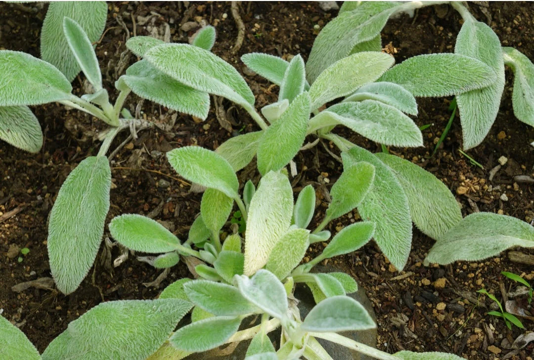 Lamb's Ear