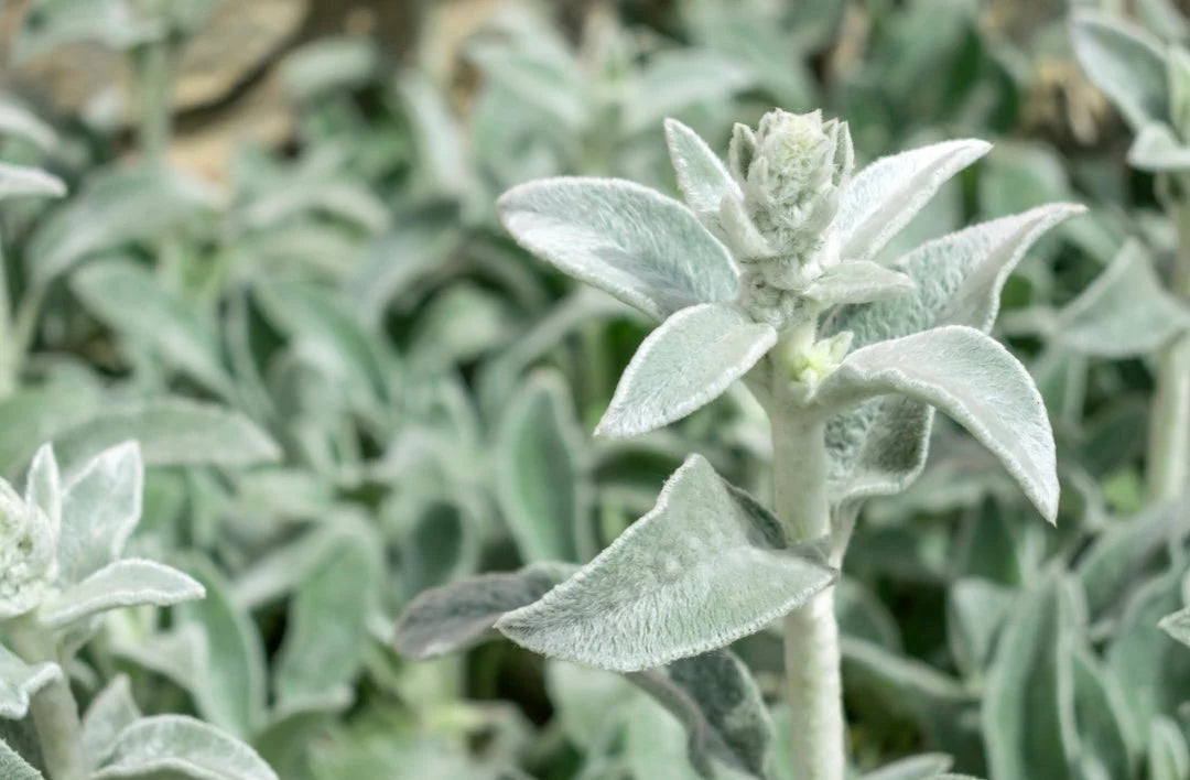 Lamb's Ear