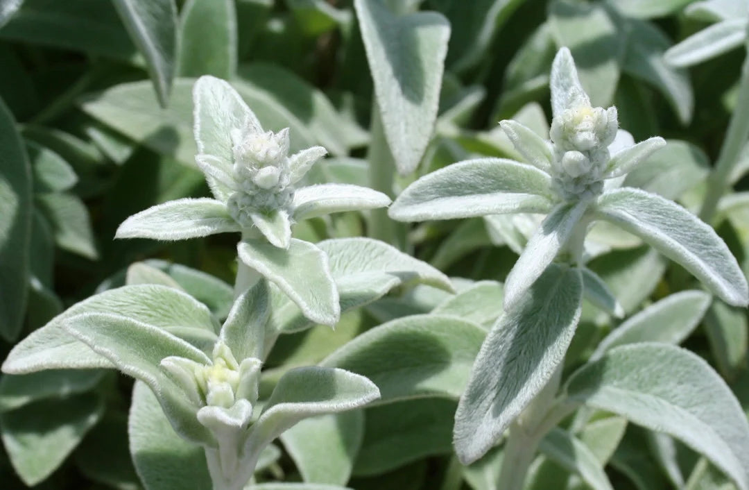 Lamb's Ear