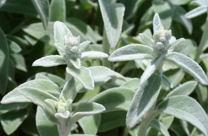 Lamb's Ear