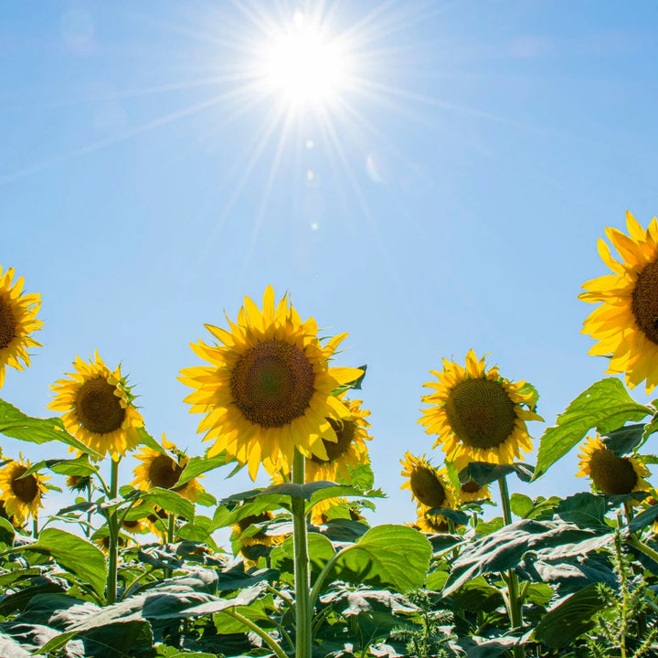 Sunflower Large Seeded Tall