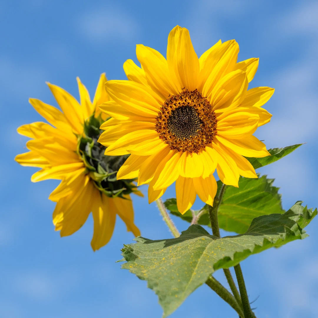 Sunflower Large Seeded Tall