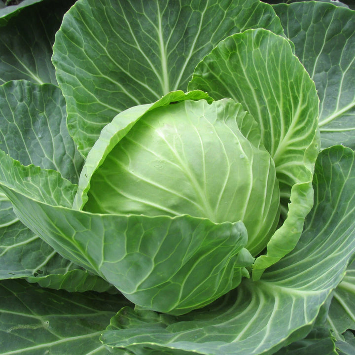 Late Flat Dutch Cabbage