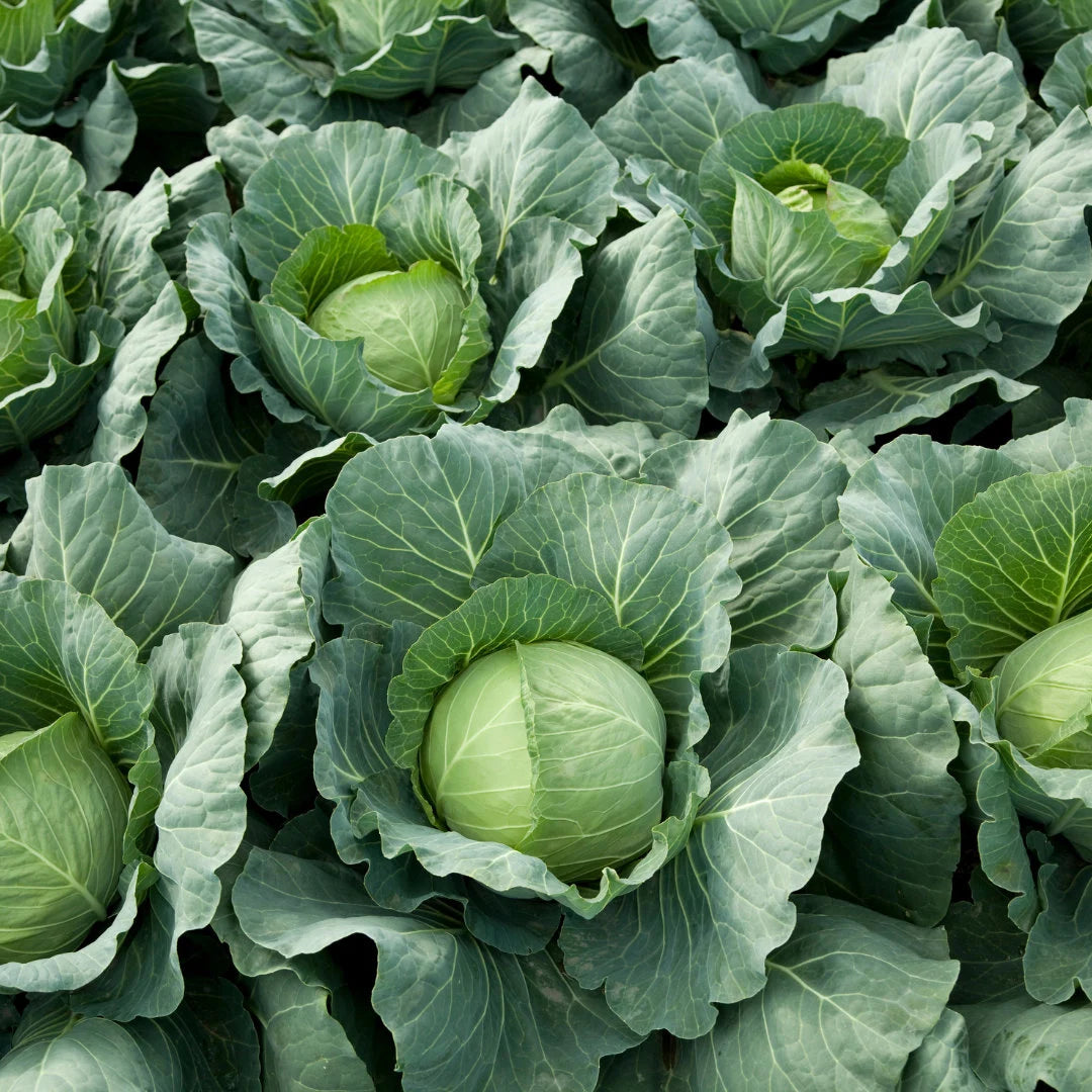 Late Flat Dutch Cabbage