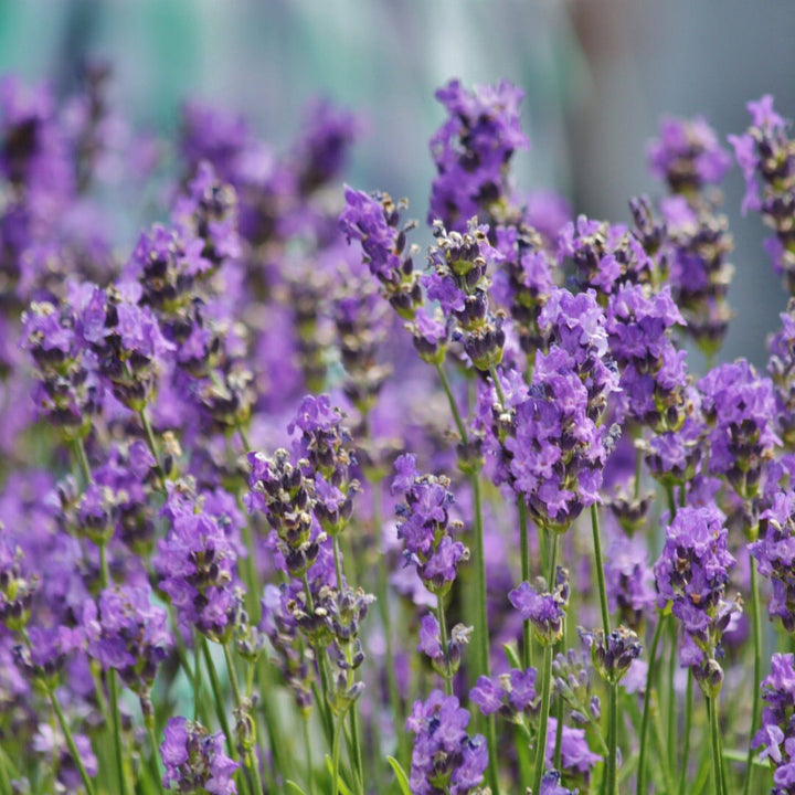 English Lavender