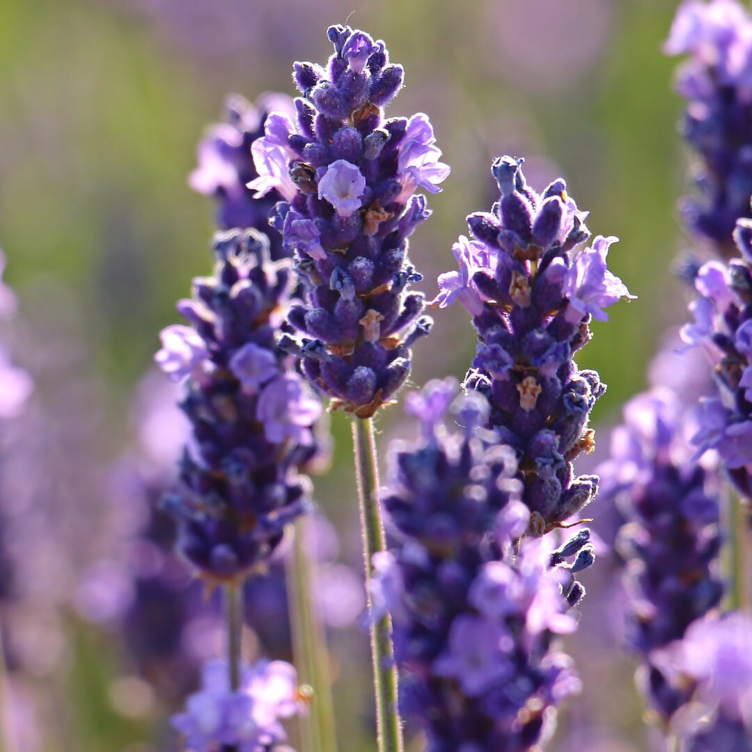 English Lavender