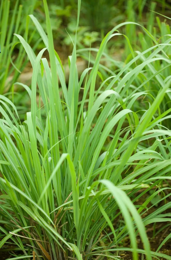 Lemon Grass