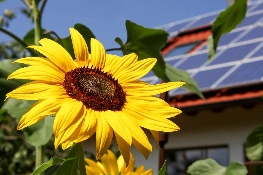 Lemon Queen Sunflower