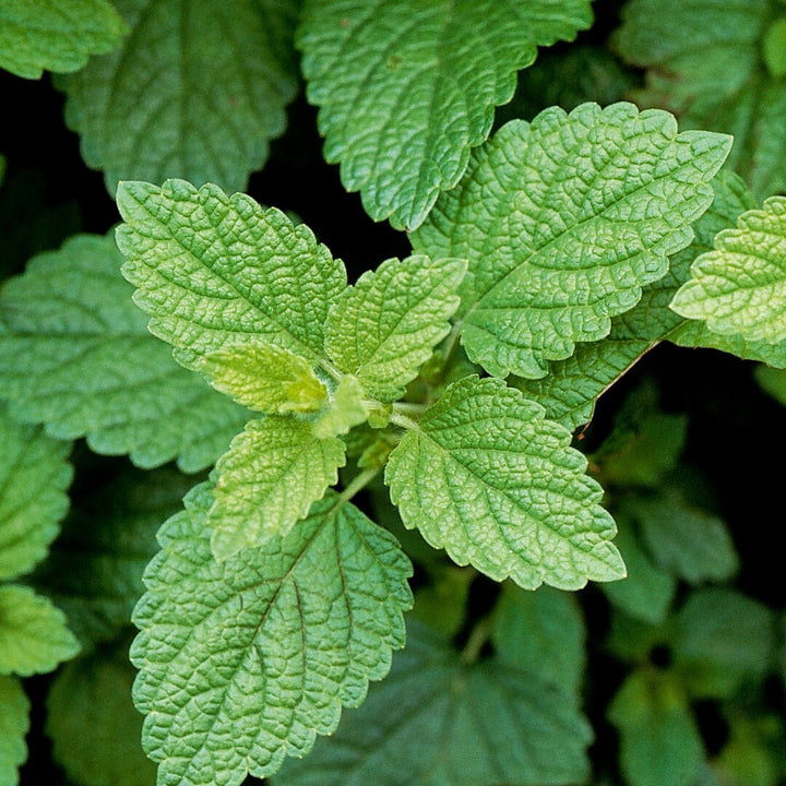 Lemon Balm