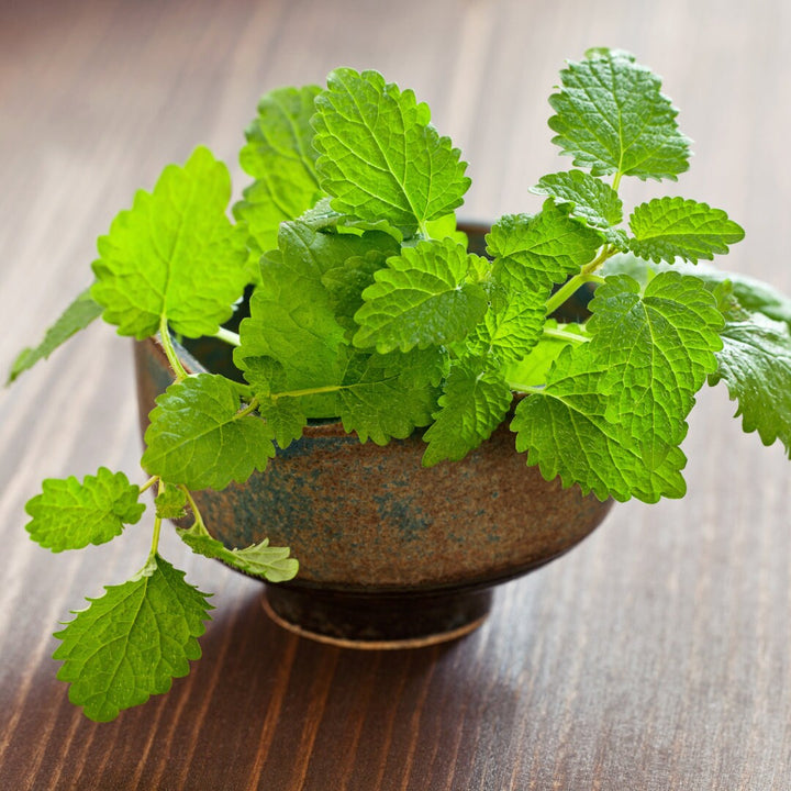 Lemon Balm