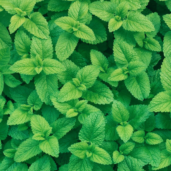 Lemon Balm