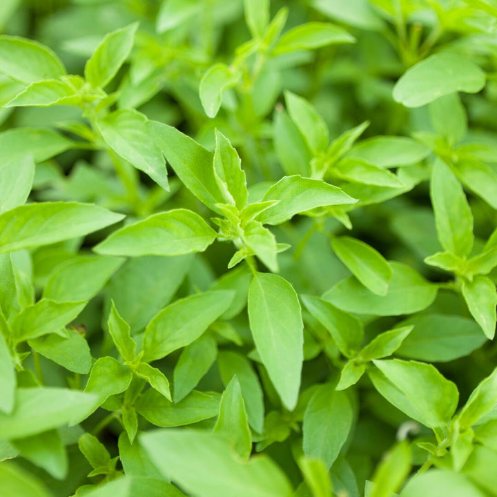 Lemon Basil