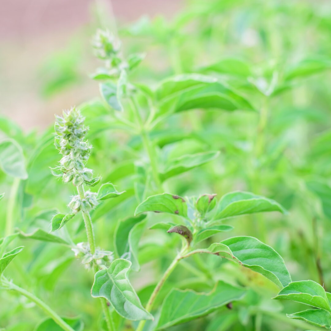 Lemon Basil