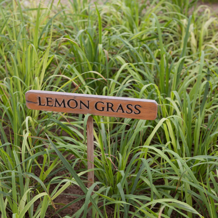 Lemon Grass