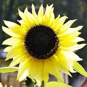 Lemon Queen Sunflower