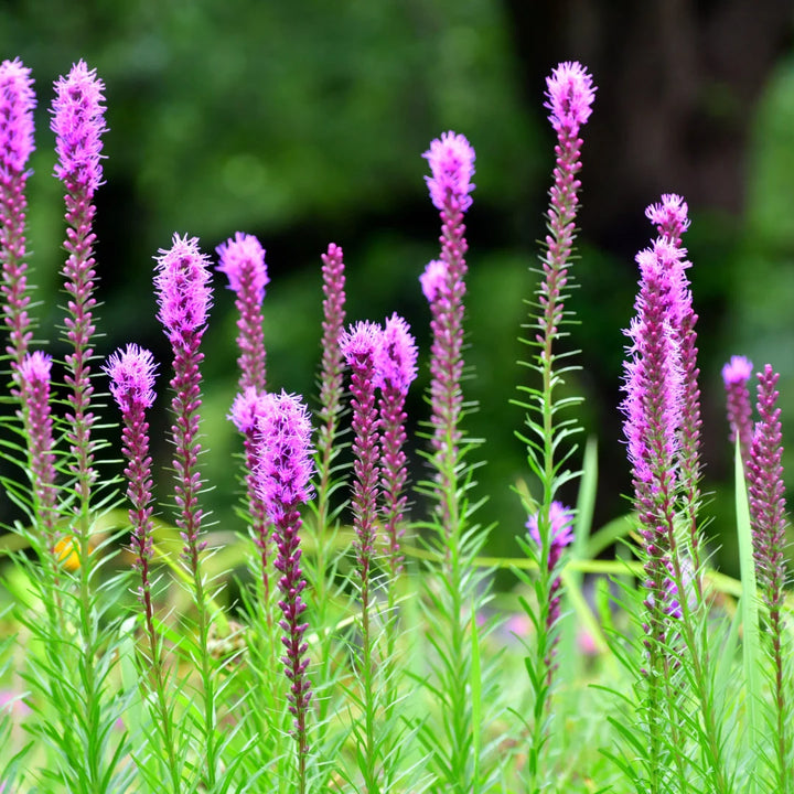 Florist Strain Violet Liatris