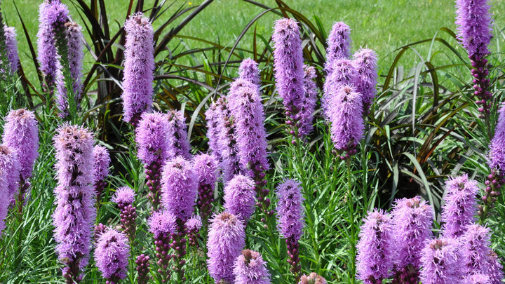 Florist Strain Violet Liatris