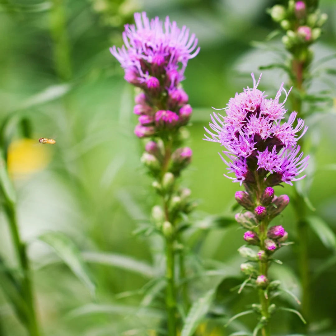 Florist Strain Violet Liatris