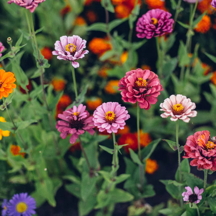 Lilliput Zinnia Mix