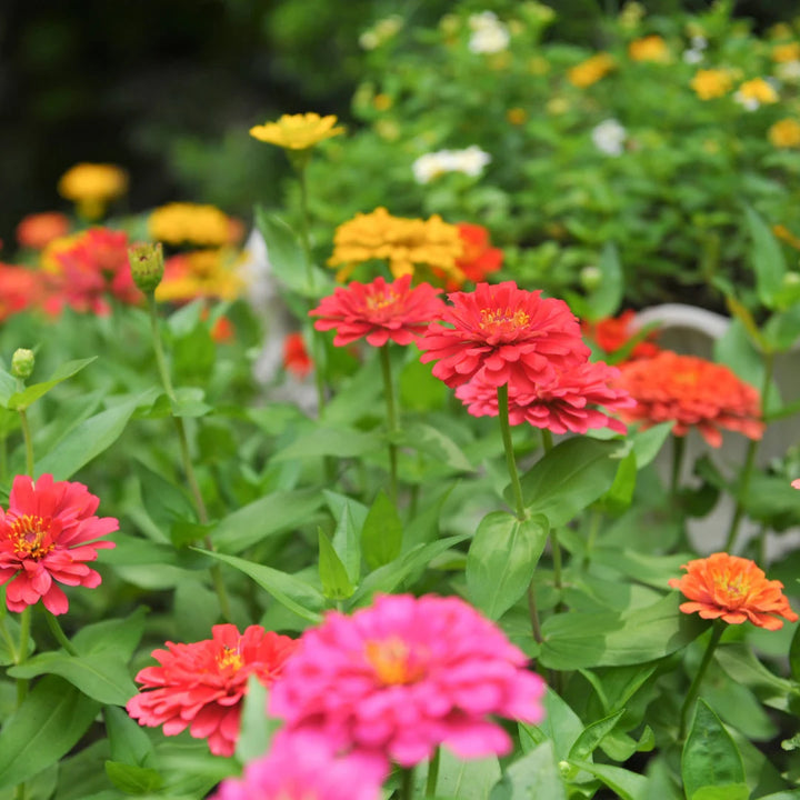 Lilliput Zinnia Mix