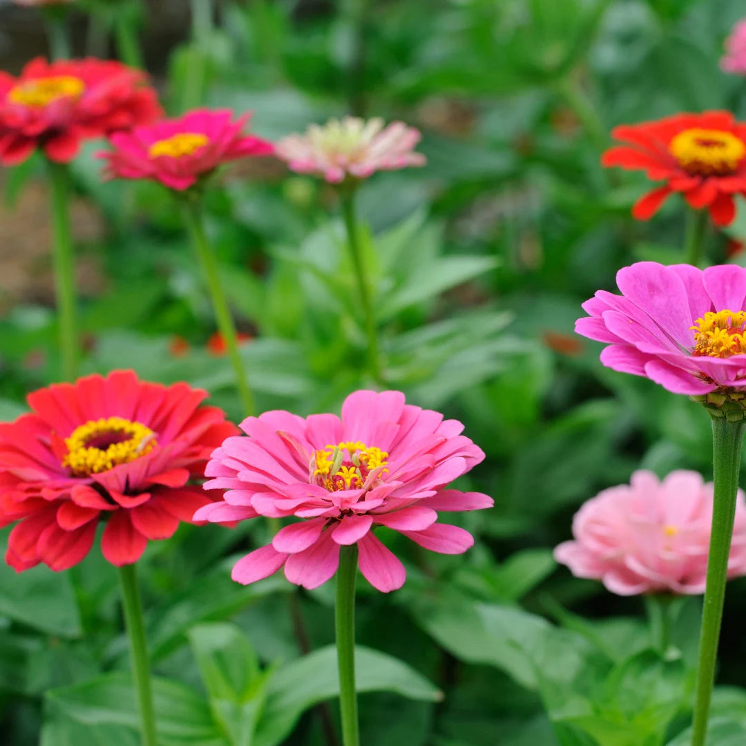 Lilliput Zinnia Mix