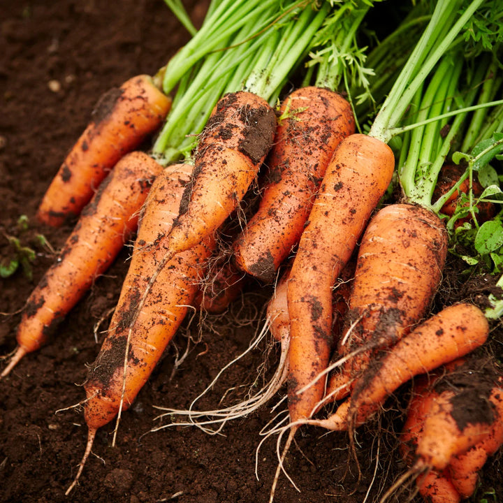 Little Finger Carrot