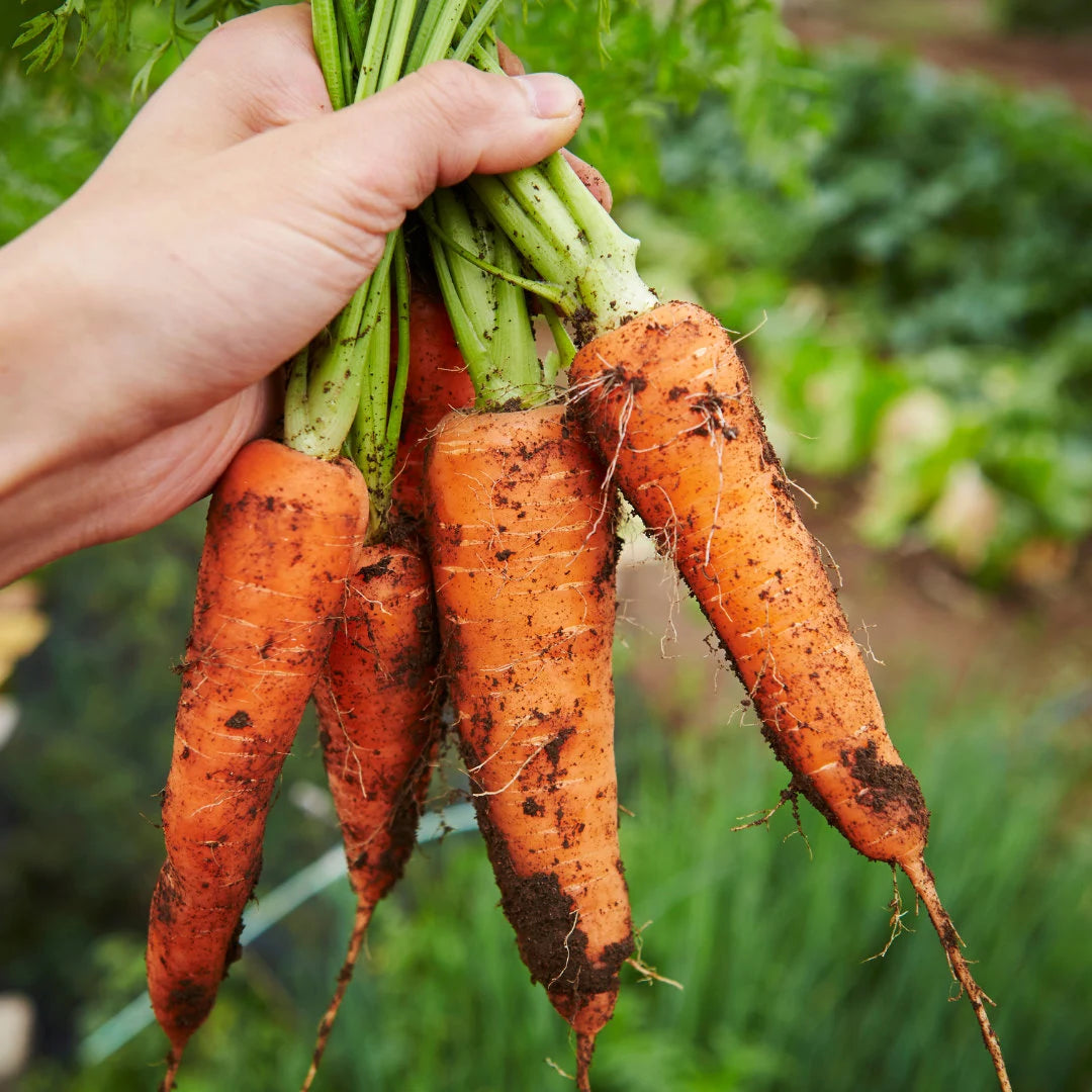 Little Finger Carrot