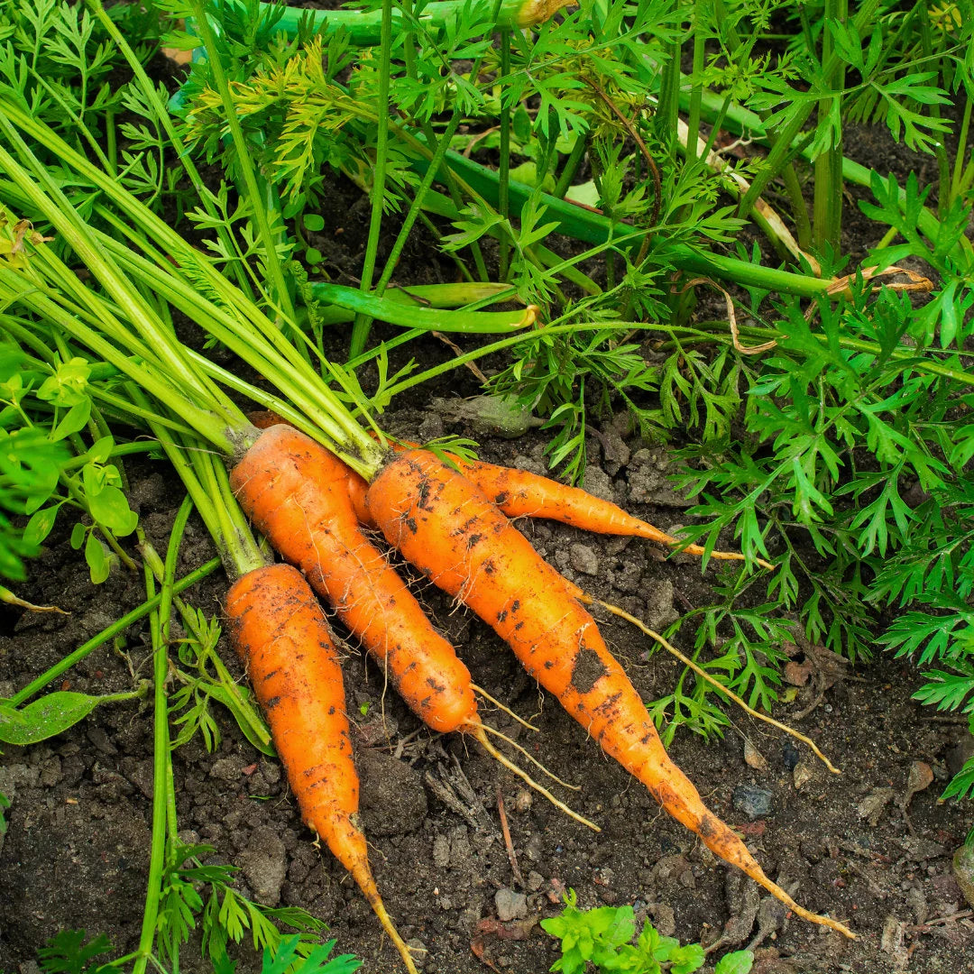 Little Finger Carrot