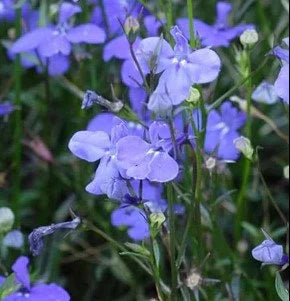 Midnight Blue Lobelia