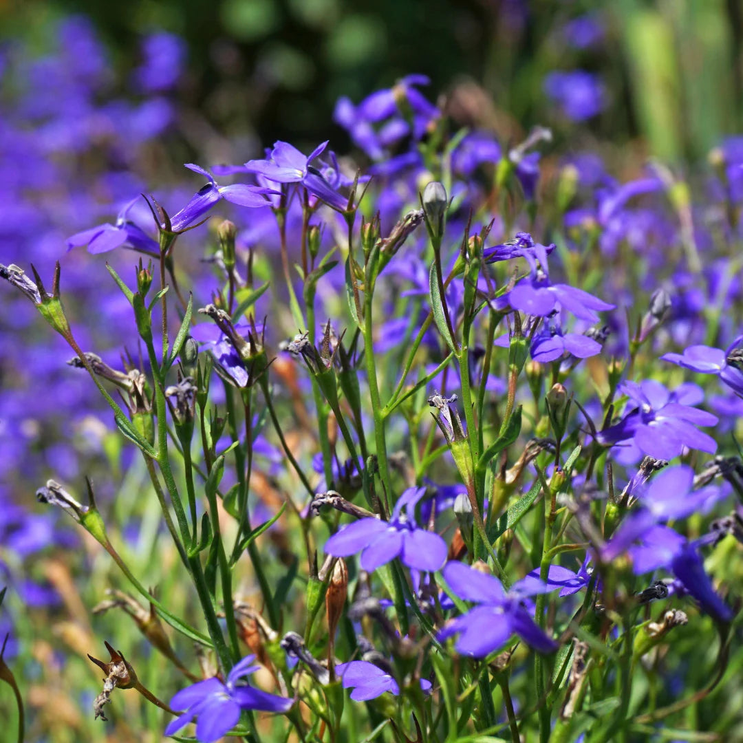 Midnight Blue Lobelia