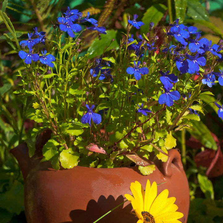 Midnight Blue Lobelia